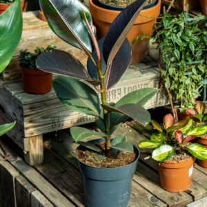 Isokumiviikuna Pink Camoulfage