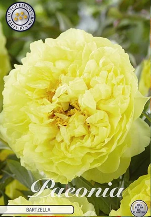 keltainen pioni