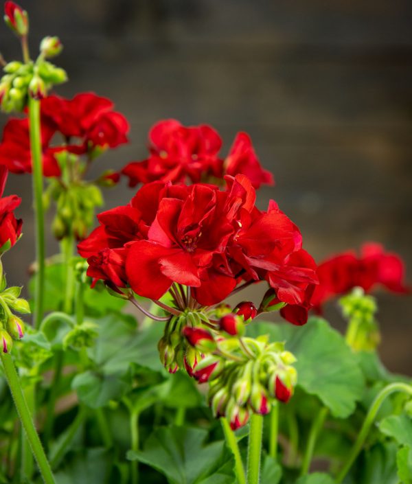 Pelargoni-Amppeli - Image 2