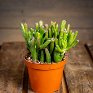 crassula ovata hobbit