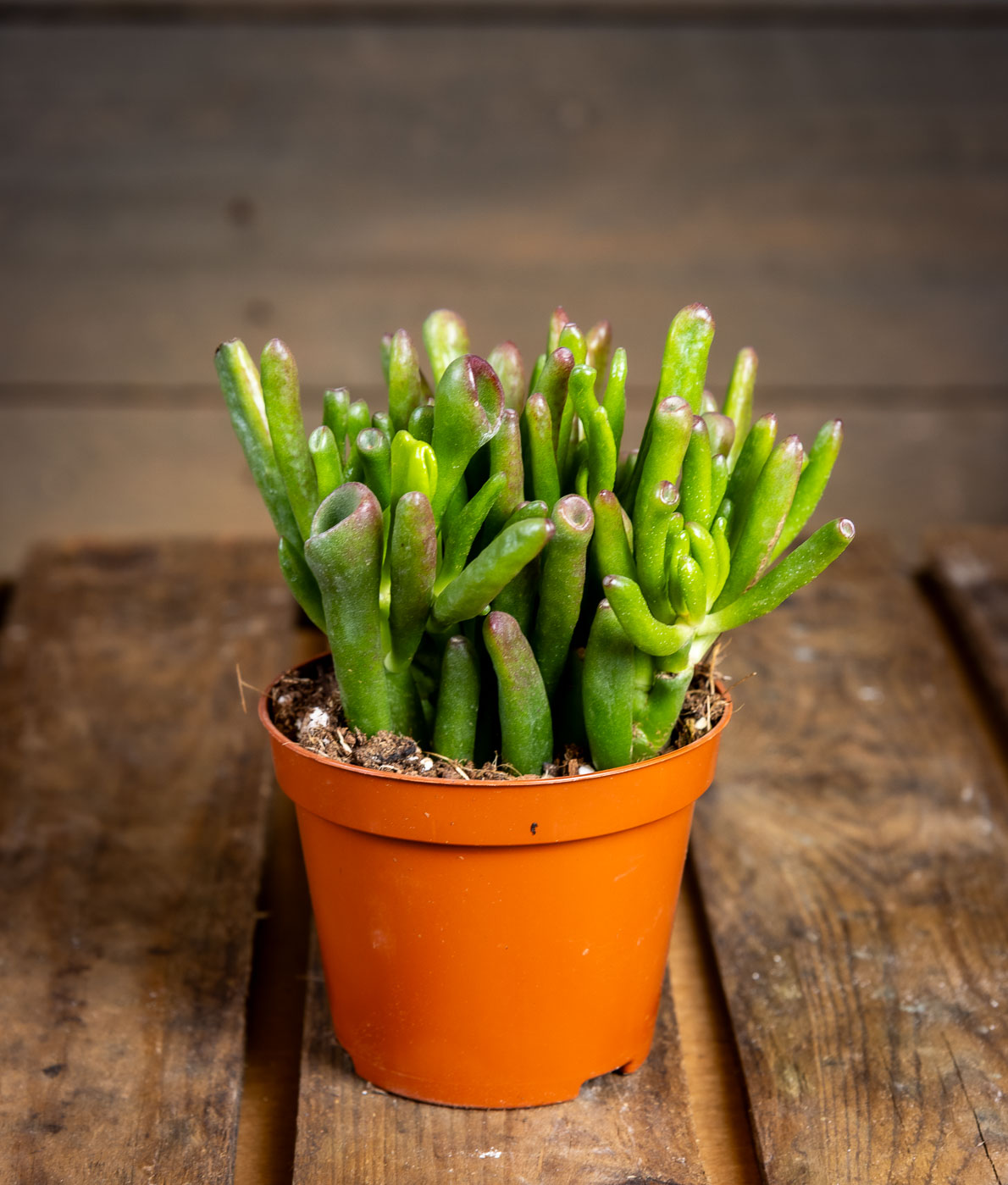 crassula ovata hobbit