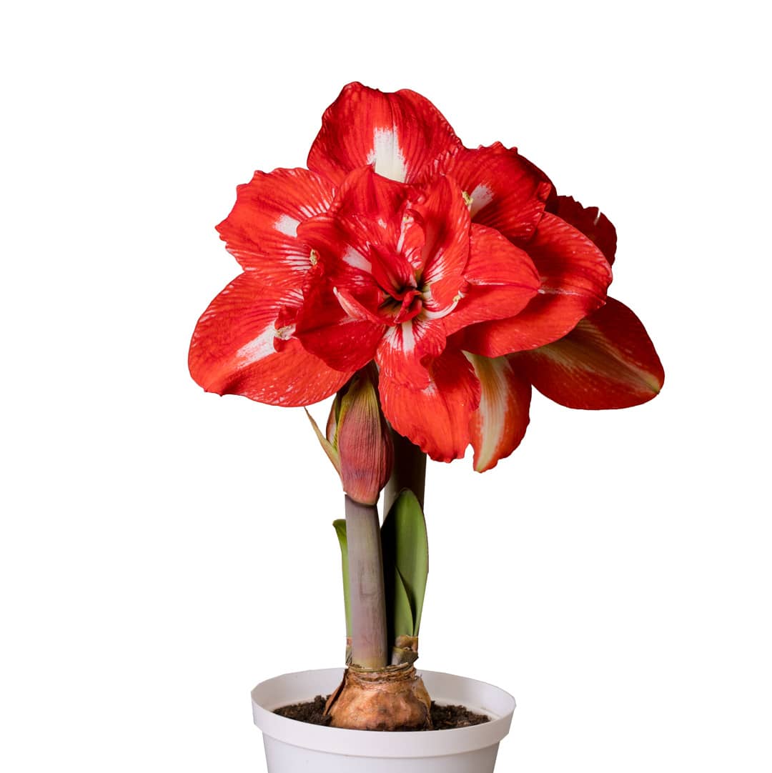 Amaryllis Rock´N Roll Irto 32+