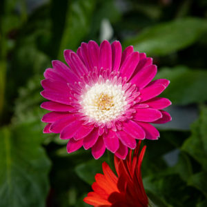 Terassi Gerbera