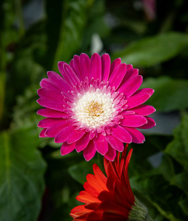 Terassi Gerbera