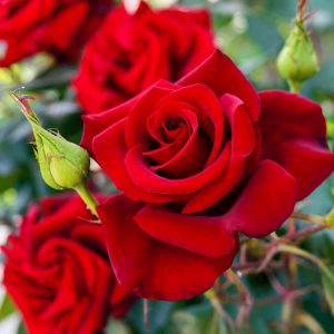 punainen ruusun kukka