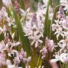 Vaaleanpunainen pikkusinililja Rosea, 10 sipulin pussi