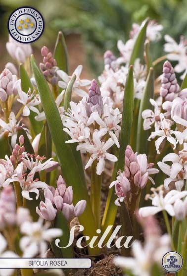 Vaaleanpunainen pikkusinililja Rosea, 10 sipulin pussi