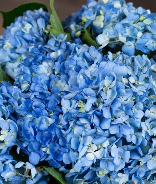 sinisen hortensian kukat
