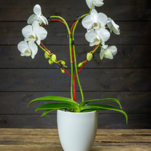 valkoinen orkidea