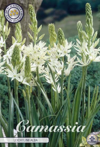 Kermanvalkoinen tähtihyasintti Camassia Alba, 3 sipulin pussi