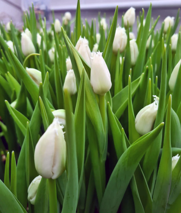 Päivän Tulppaanit Tavallinen - Image 3