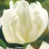 valkoinen tulppaanin kukka