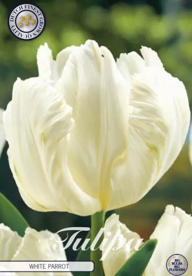 valkoinen tulppaanin kukka