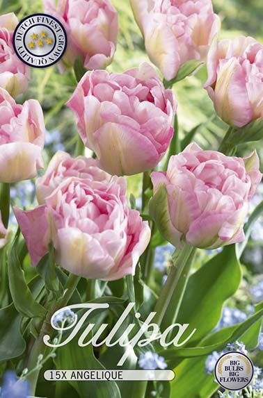 Tulppaani Angelique 12 kpl, sipulipussi