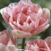 Vaaleanpunainen kerrottu tulppaani Angelique, 7 sipulin pussi