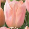 Aprikoosinvärinen tulppaani Apricot Beauty, 7 sipulin pussi