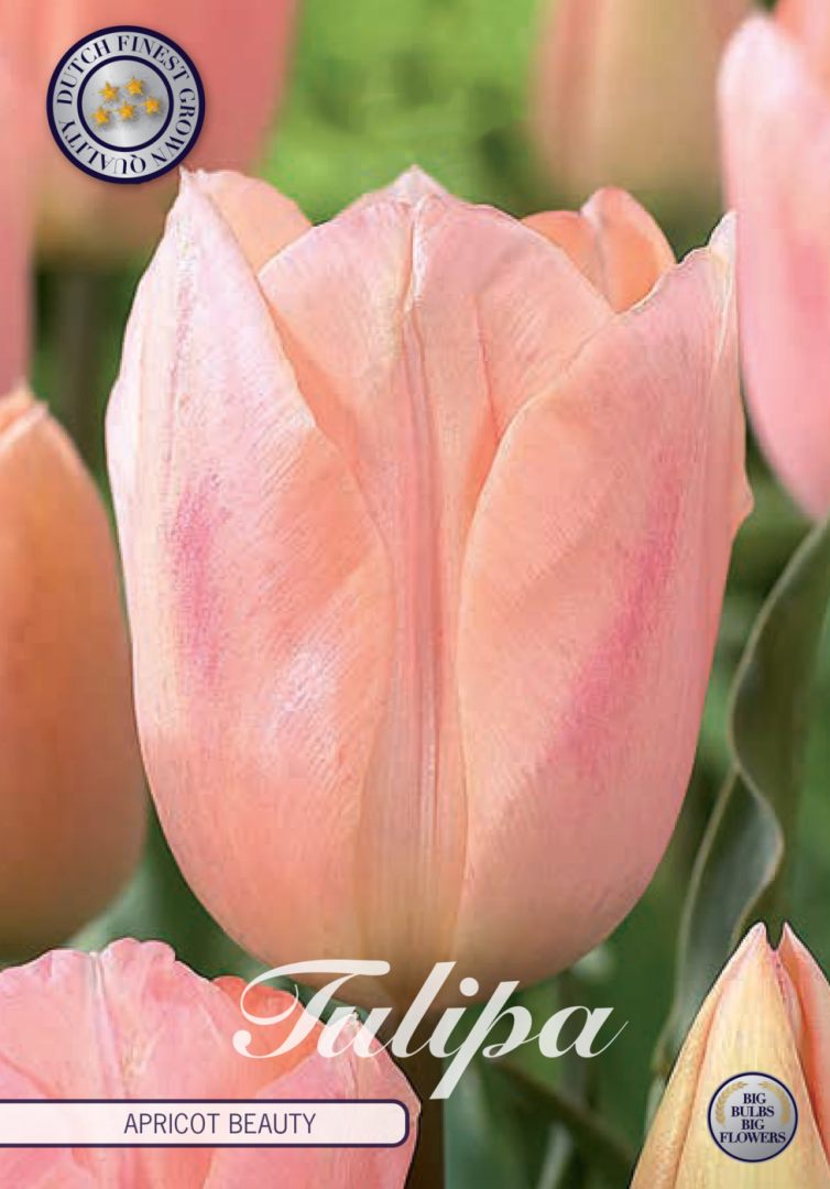 Aprikoosinvärinen tulppaani Apricot Beauty, 7 sipulin pussi