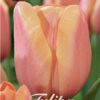 Persikanvärinen tulppaani Apricot Foxx, 10 sipulin pussi