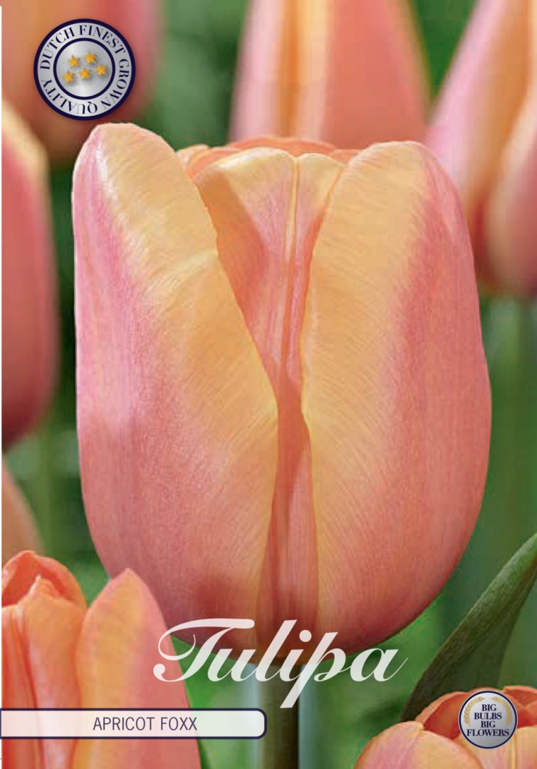 Persikanvärinen tulppaani Apricot Foxx, 10 sipulin pussi