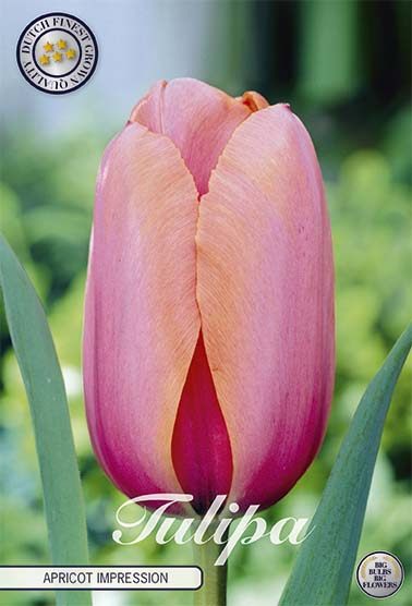 Aprikoosinoranssi darwinhybriditulppaani Apricot Impression, 10 sipulin pussi
