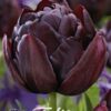 Tumma viininpunainen kerrottu tulppaani Black Hero, 7 sipulin pussi