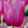 Sinertävän violetti tulppaani Blue Beauty, 10 sipulin pussi