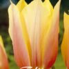 Kermankeltainen punertuva tulppaani Blushing Lady, 7 sipulin pussi