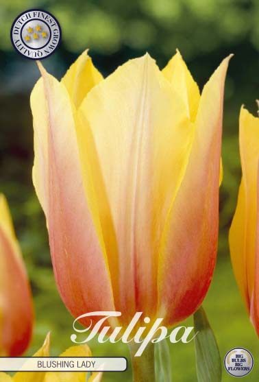 Kermankeltainen punertuva tulppaani Blushing Lady, 7 sipulin pussi