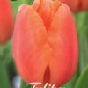 Lohenoranssi tulppaani Cadans, 10 sipulin pussi