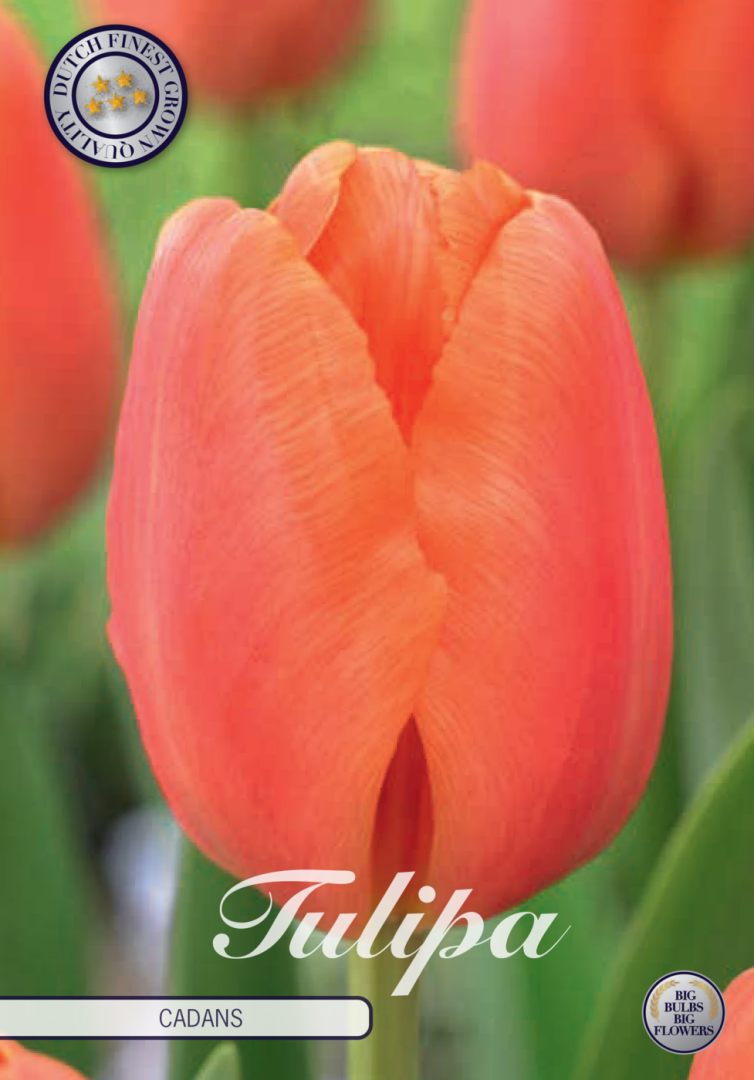 Lohenoranssi tulppaani Cadans, 10 sipulin pussi