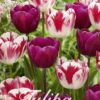 Violetin ja punaliekkisen valkoisen tulppaanin sekoitus Colour Circus, 20 sipulin pussi