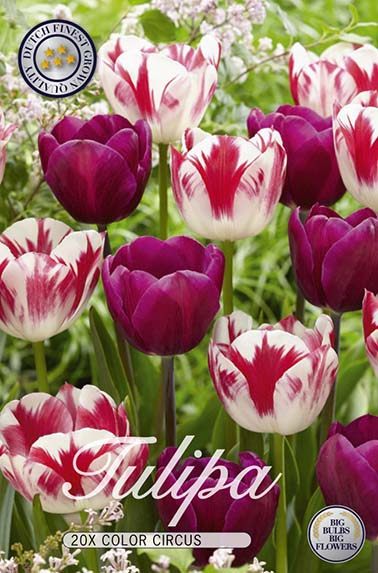 Violetin ja punaliekkisen valkoisen tulppaanin sekoitus Colour Circus, 20 sipulin pussi