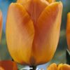 Keltaisesta oranssiin vaihtuva darwinhybriditulppaani Daydream, 10 sipulin pussi