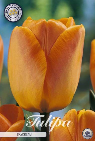 Keltaisesta oranssiin vaihtuva darwinhybriditulppaani Daydream, 10 sipulin pussi