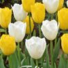 Kelta-valkoinen tulppaanisekoitus Early Sunshine, 10 sipulin pussi