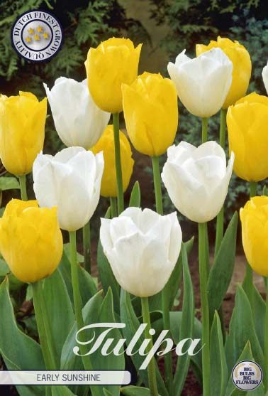 Kelta-valkoinen tulppaanisekoitus Early Sunshine, 10 sipulin pussi