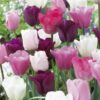 Valkoisen, roosan ja violetin tulppaanisekoitus Flower Power, 10 sipulin pussi