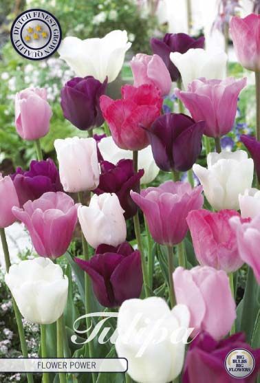 Valkoisen, roosan ja violetin tulppaanisekoitus Flower Power, 10 sipulin pussi