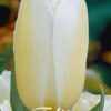 Kermanvalkoinen tulppaani Francoise, 10 sipulin pussi