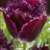 Purppuranvioletti ripsureunainen tulppaani Gorilla, 7 sipulin pussi