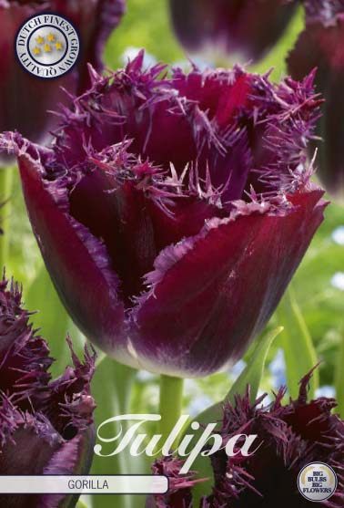 Purppuranvioletti ripsureunainen tulppaani Gorilla, 7 sipulin pussi