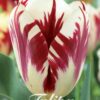 Valkoinen punaliekkinen tulppaani Grand Perfection, 10 sipulin pussi