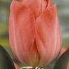 Korallinoranssi darwinhybriditulppaani Hans Brinker, 10 sipulin pussi