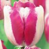 Valkoinen pinkkireunainen tulppaani Hotpants, 10 sipulin pussi