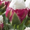 Valkoinen jäätelötulppaani Ice Cream, 5 sipulin pussi