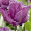 Violetti papukaijatulppaani James Last, 7 sipulin pussi