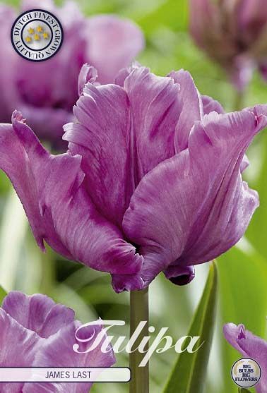 Violetti papukaijatulppaani James Last, 7 sipulin pussi