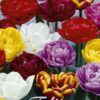 Kerrottujen myöhäisten tulppaanien värisekoitus, 10 sipulin pussi