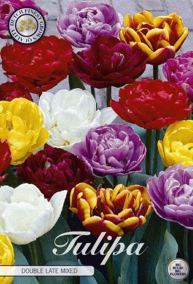 Kerrottujen myöhäisten tulppaanien värisekoitus, 10 sipulin pussi