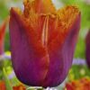 Roosanoranssi ripsureunainen tulppaani Louvre Orange, 7 sipulin pussi
